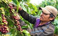 Tây Nguyên: Cà phê chín đỏ vườn, người thuê hái lắc đầu bỏ đi