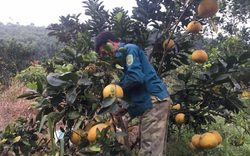 Phú Thọ: Trước nghèo rớt mồng tơi, nay dân xã này đổi đời nhờ thứ cây ra quả có bán rẻ cũng vẫn lãi