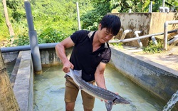 Nguy cơ "vỡ trận" cá tầm Việt: Đến lượt Hội Cá nước lạnh Lào Cai kêu cứu