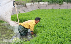 Ninh Bình: Nông dân trồng thứ rau gì dưới ao mà càng rét càng tốt, càng thơm, dâng nước lên cho sâu chết ngộp?