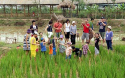 Trang trại, HTX du lịch nông nghiệp ở Hà Nội "ăn nên làm ra" 