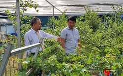 Đà Nẵng: Một năm Hội Nông dân tất bật với "Giải cứu" nông sản vì dịch Covid-19 và bão lụt 