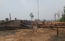 Để mất hơn 550 ha rừng, "dàn" lãnh đạo, cựu lãnh đạo Ban quản lý bị kỷ luật