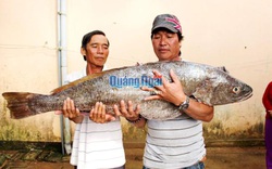 Quảng Ngãi: Bất ngờ bắt được "thủy quái" nặng 18kg, dài 1m, vàng óng ánh, nghi là cá sủ vàng