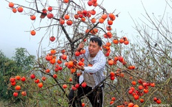 Nghệ An: Vùng biên cương xuất hiện những vườn hồng quả trĩu trịt, ăn ngọt lừ, thương lái trả tận gốc 40.000 đồng/kg