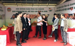 Quảng Ninh hỗ trợ xúc tiến, kết nối tiêu thụ sản phẩm cam sành Hà Giang