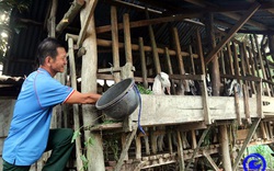 Tiền Giang: Nuôi dê vùng ven biển, nông dân chăm nhàn thu lời cao, có nhà bỏ ra 1 tỷ nuôi đàn dê 200 con