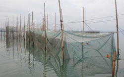 Quảng Ninh: Buông lỏng quản lý, biển Hải Hà tiếp tục bị hủy diệt