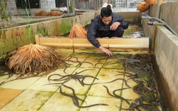 Nuôi lươn không bùn to bự dày đặc trong bể xi măng, nông dân 8X tỉnh Thái Bình bán 10 tấn lươn, thu tiền tỷ