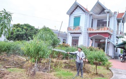Thái Bình: Chàng kỹ sư xây dựng bỏ việc ở Hà Nội về quê trồng cây báo Tết, ở "biệt phủ" đẹp long lanh