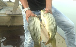 Bình Thuận: Nuôi thành công thứ cá chép giòn ăn sần sật, giá bán gấp 3 lần cá chép thường