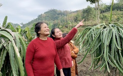 Cao Bằng: Đóng cọc xuống ruộng, trồng loài cây thích bò ra quả đỏ, ăn khen ngọt mà bán cũng đắt hàng