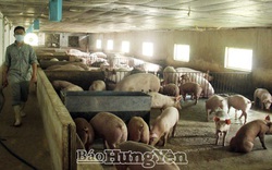 Hưng Yên: Giá lợn, giá bò bất ngờ "rủ nhau" tăng từng ngày dù còn hơn 1 tháng mới đến Tết "con trâu"