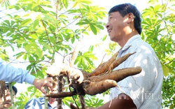Tây Ninh công bố số liệu thống kê mới nhất: Người buồn kẻ vui bên gốc mía, cây mì