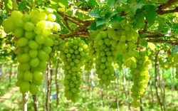 Đồng Nai: Lạ, nông dân trồng bắp bán thân cây, trồng nho bán lá cho doanh nghiệp muối chua xuất khẩu