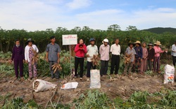 "Đau đầu" tìm cách nâng cao năng suất sắn và liên kết tiêu thụ sản phẩm sắn miền Trung