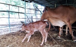 Ninh Thuận: Bò tót sinh con nặng khoảng 20kg sau dự án 1,9 tỷ đồng