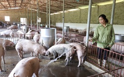 Giá heo hơi tăng, nhà nông gồng mình chăm đàn lợn đón thị trường Tết