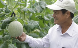 Hà Nam: Nông dân cùng doanh nghiệp "bắt tay" trồng dưa lưới thu lãi cao