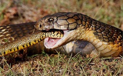 "Thánh địa" hổ mang chúa - nơi những con rắn hổ mang dài 7m, nặng 30kg sinh sống