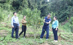Clip: HTX Nông nghiệp Nậm Ban thu tiền tỷ nhờ trồng cây ăn quả theo hướng VietGAP
