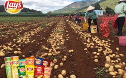 PepsiCo Việt Nam mở rộng vùng trồng khoai tây, cùng nông dân nâng cao chất lượng nông nghiệp