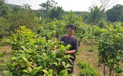 Ninh Bình: Trồng trà hoa vàng, 3 năm bán lá, 5 năm bán hoa khô giá 15 triệu/kg