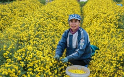 Đầu năm, vào thăm "thủ phủ" cúc tiến Vua miền Bắc vàng óng vàng ả vào mùa thu hoạch