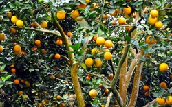Nhà vườn Văn Chấn lại “khóc dở, mếu dở" trước mùa cam trĩu quả
