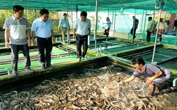 Trà Vinh: Nuôi hơn 21.000 con lươn đồng trong bể xi măng, kéo vỉ lên khách bất ngờ vì thấy toàn lươn to bự