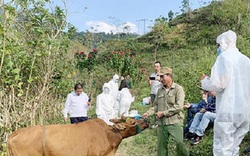Sơn La: Tiêu hủy 64 con bò bị bệnh viêm da nổi cục 
