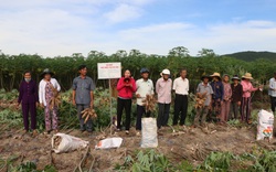 Nâng năng suất, tìm đầu ra cho sắn miền Trung 