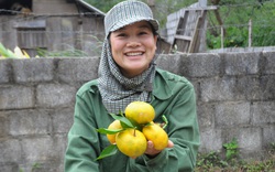 Lạng Sơn: Kết nối, hợp tác xây dựng vùng nguyên liệu nông sản 