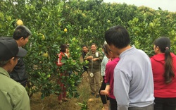 Bắc Giang: Vì sao nông dân ở đây thích học trồng cây ăn quả, thích làm ăn lớn?