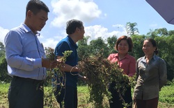 “Cây trăm tỷ” thạch đen sắp được xuất khẩu chính ngạch sang Trung Quốc có gì đặc biệt?