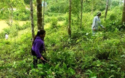 Lợi ích “kép” từ phát triển kinh tế rừng ở Điện Biên