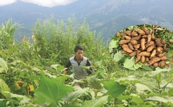 Chàng trai 9X người Mông trồng "cây đại bổ", ai cũng tưởng khoai lang mà bán đắt, "bỏ túi" đều đều trăm triệu mỗi năm