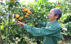Đắk Nông: Đem cam Canh trồng xen cà phê, ban đầu lo lo, sau ông nông dân bất ngờ vì nhiều người đến xem