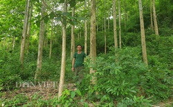 Nậm Pồ tăng cường các giải pháp quản lý, bảo vệ rừng