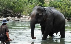 Ký ức về con voi cuối cùng ở Gia Lai
