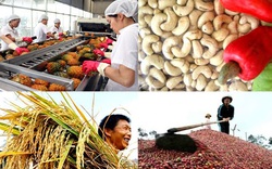 Giá nông sản hôm nay (5/12): Lúa gạo tăng, cà phê, thịt lợn giảm nhẹ