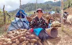 Lào Cai: Vùng đất quen trồng thứ sâm lạ, đào củ đổ đống bán rẻ hơn khoai mà thu 10 tỷ đồng