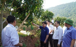 Vượt dịch Covid-19, Việt Nam mở cửa xuất khẩu nhiều cây trái