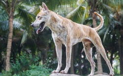 Chiêm ngưỡng 3 chú chó Phú Quốc thủ lĩnh có giá trị gần 1 tỷ đồng
