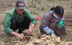 Liên kết trồng gừng xuất khẩu, dân nghèo Lục Khu hết “khát”