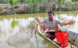 Cà Mau: Thả cá đối mục trong ao nuôi tôm sú, bất ngờ bắt được hơn 1,5 tấn, nông dân mừng vì bán đắt hàng