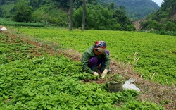 Cây thạch đen rộng đường xuất ngoại, nông dân xứ Lạng có nguồn thu lớn