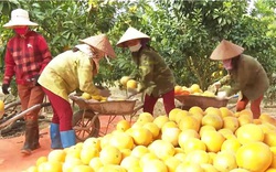 Một doanh nghiệp nông nghiệp hữu cơ tỉnh Bắc Giang vừa xuất khẩu thành công 36.000 quả bưởi đào đường sang nước nào?