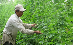 “Lên bờ xuống ruộng” làm nông sản hữu cơ ngược, trồng xong mới giật mình không biết bán cho ai