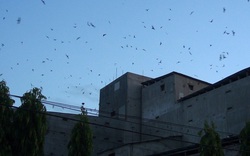 Gia Lai: Xây nhà lầu nuôi "chim tiền tỷ"-nghề siêu lợi nhuận và là "mỏ vàng" ở thị xã Ayun Pa